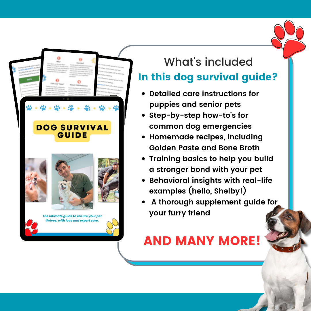 Amir's Dog Survival Guide